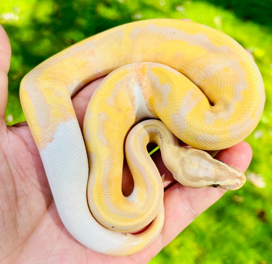 Pastel Banana Piebald (Female Maker) Ball Python by Nothing But Balls