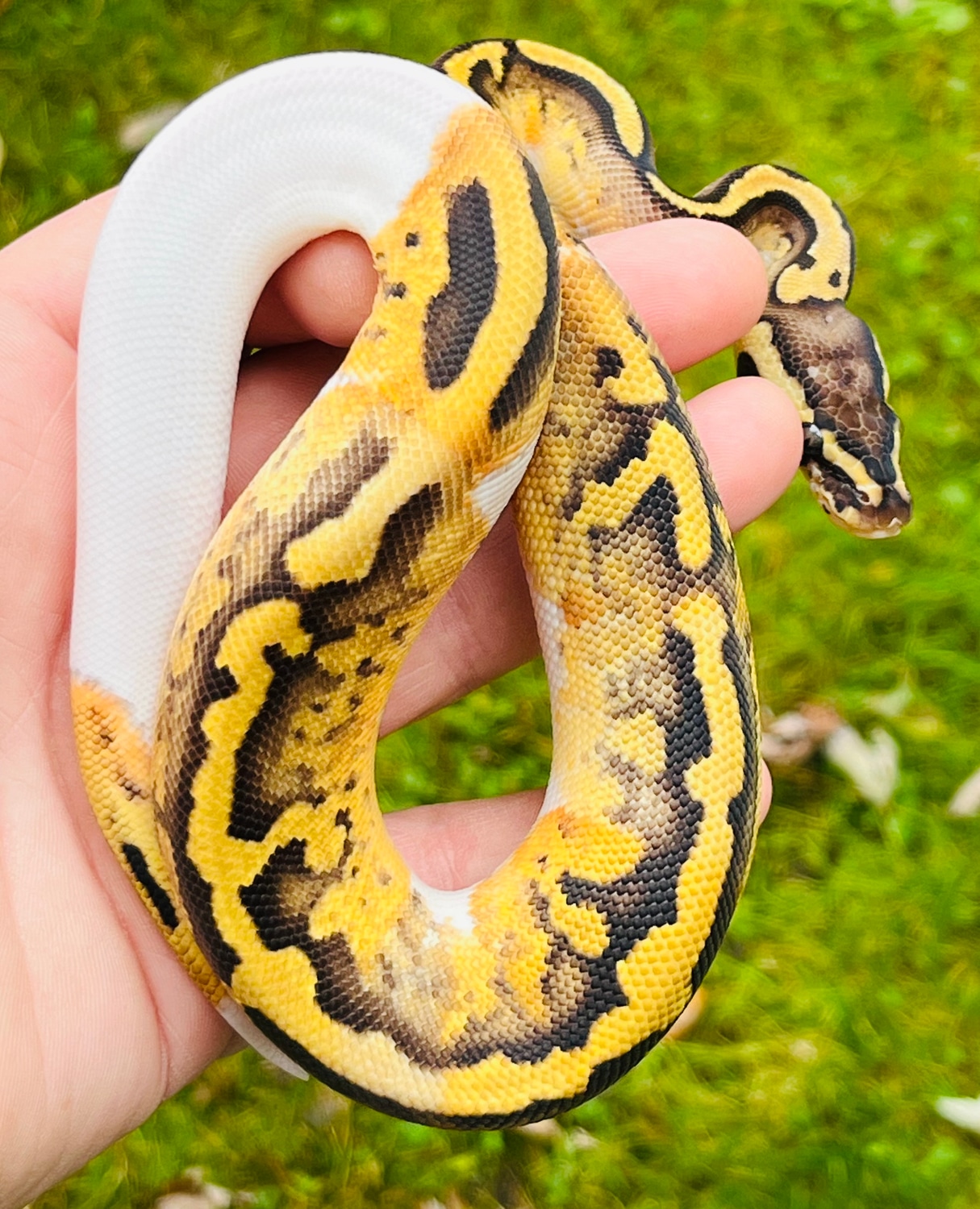Pastel Piebald Ball Python by Nothing But Balls - MorphMarket