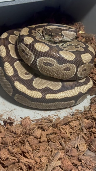 DH Puzzle Albino Ball Python by Aidens Morphing Pythons