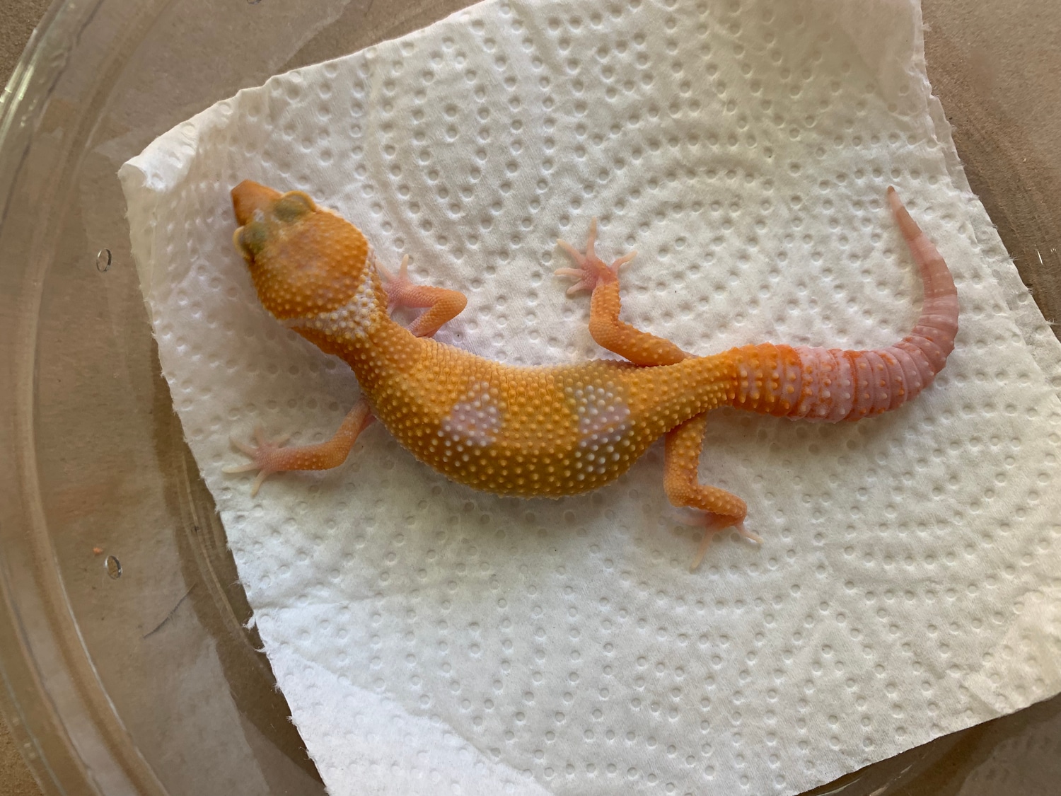 Giant Tremper Sunglow HET Super Giant Leopard Gecko by Gecko Xscape ...