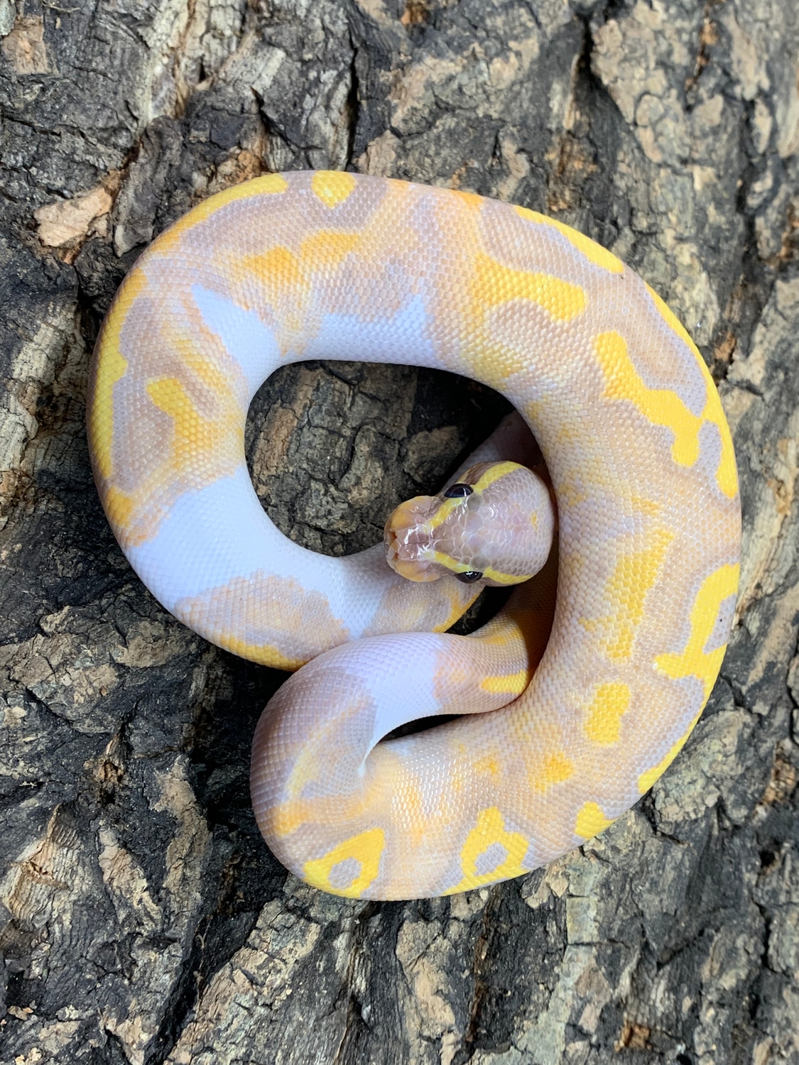 2021 Banana Pied Female Ball Python by Piedtopia MorphMarket
