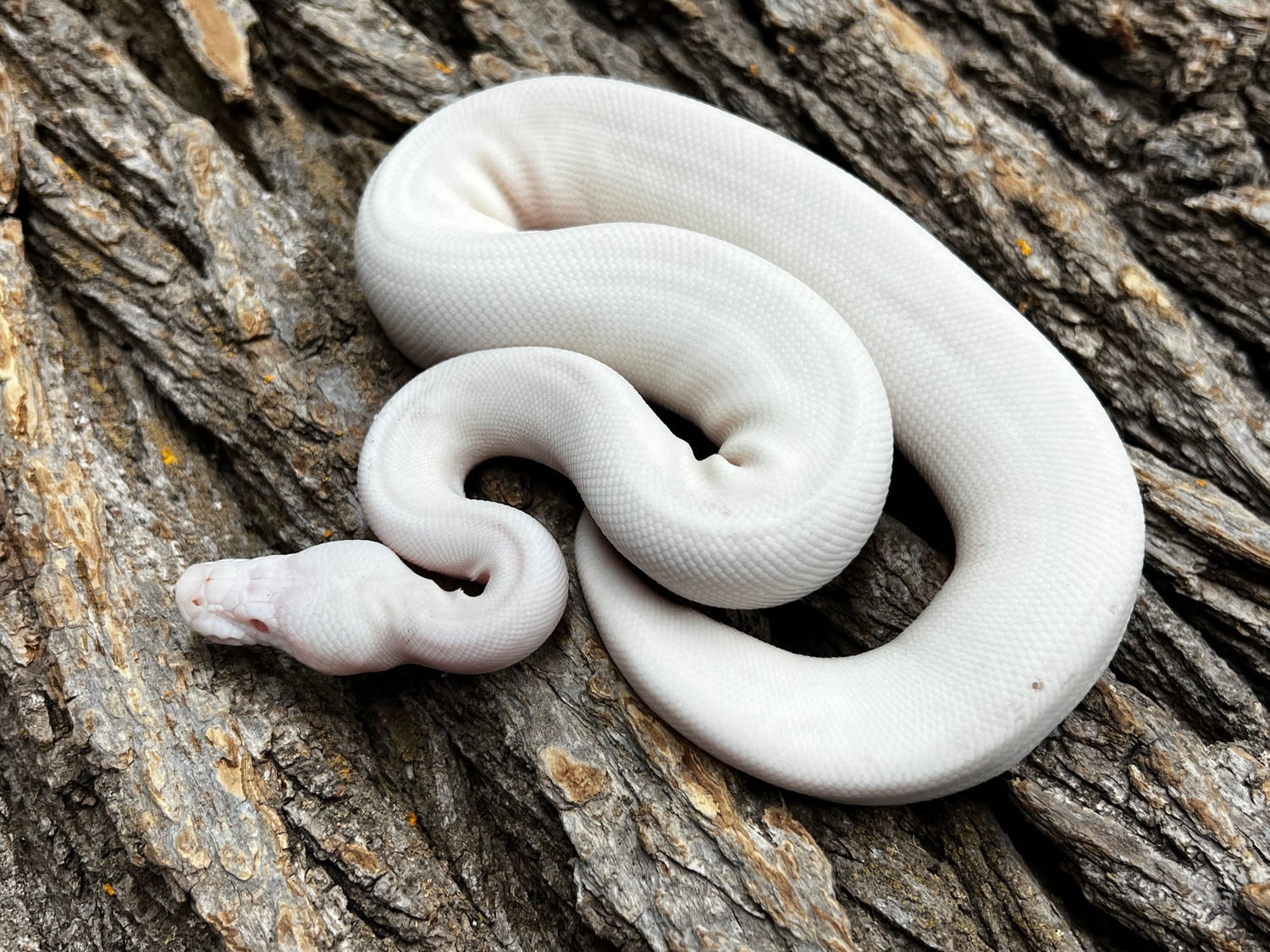2022 White Demon Female Ball Python by Piedtopia - MorphMarket