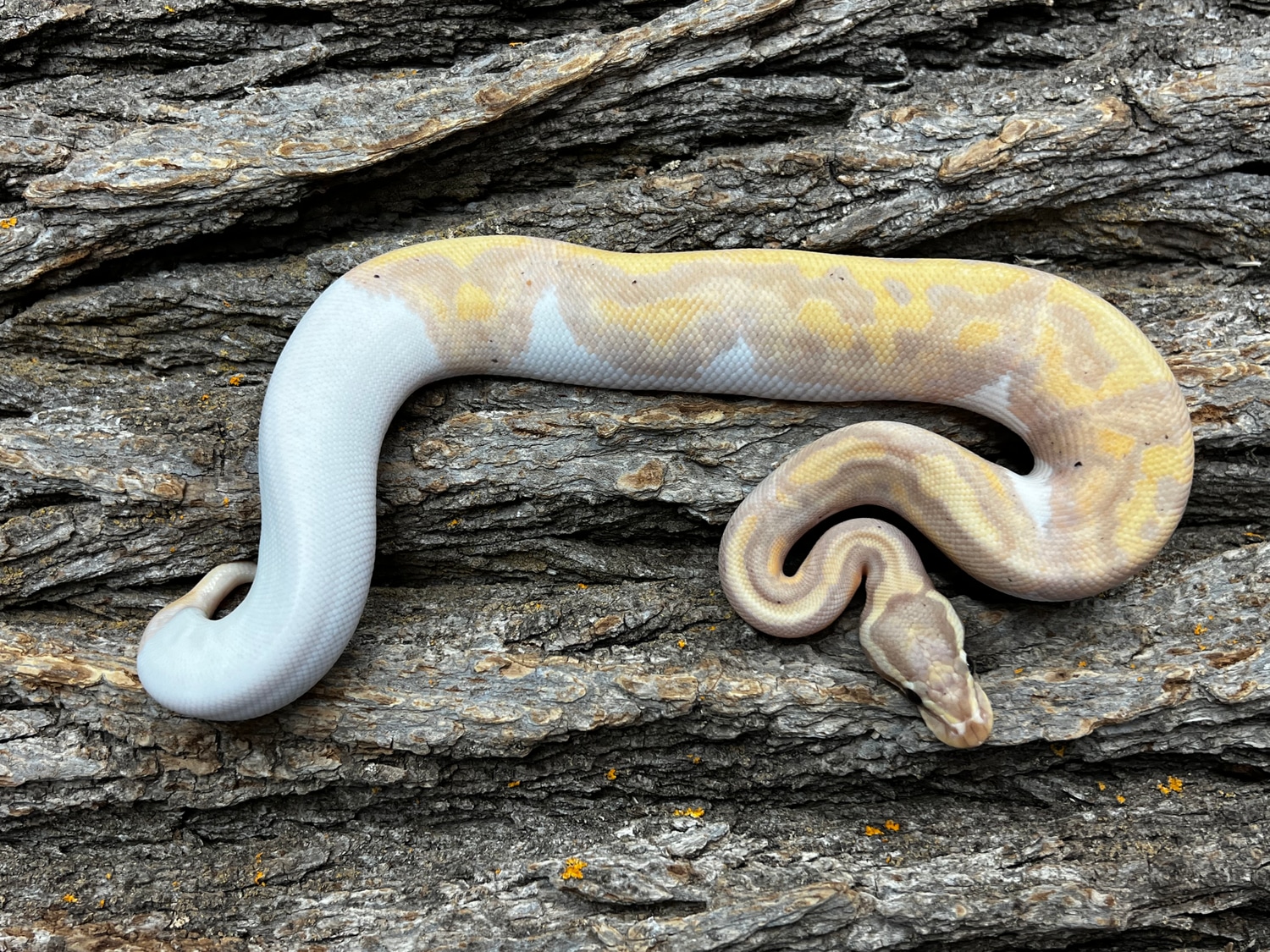 2022 Banana Pied Female Ball Python by Piedtopia MorphMarket