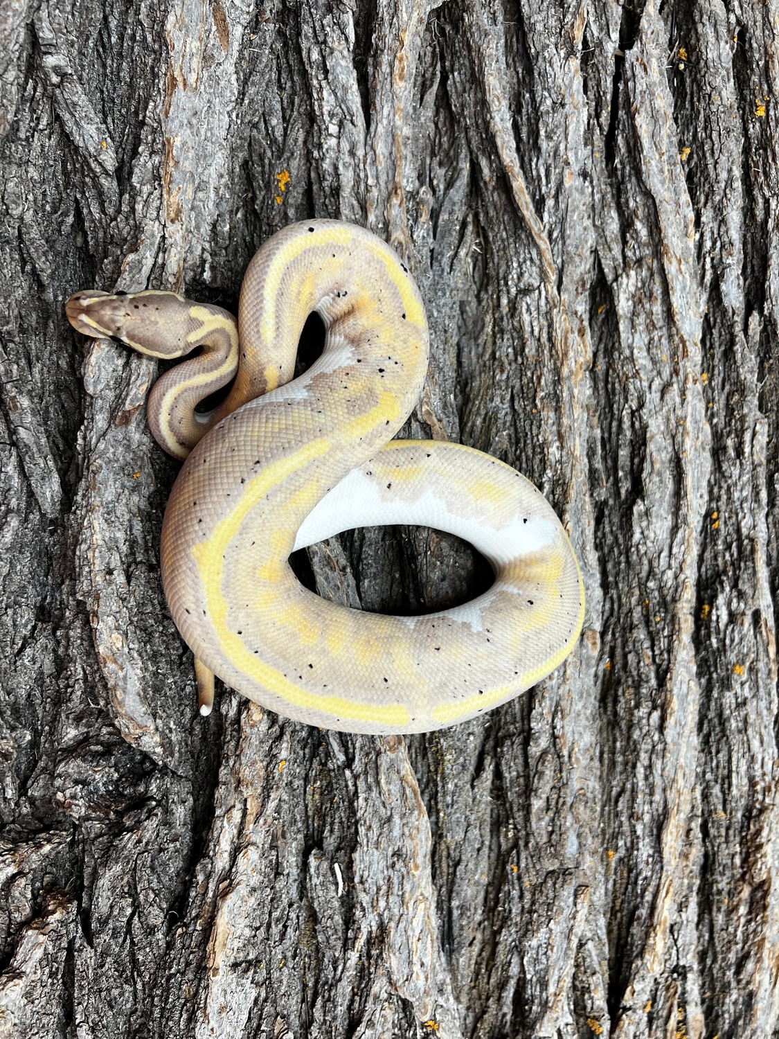Banana Pied Female Ball Python by Piedtopia MorphMarket