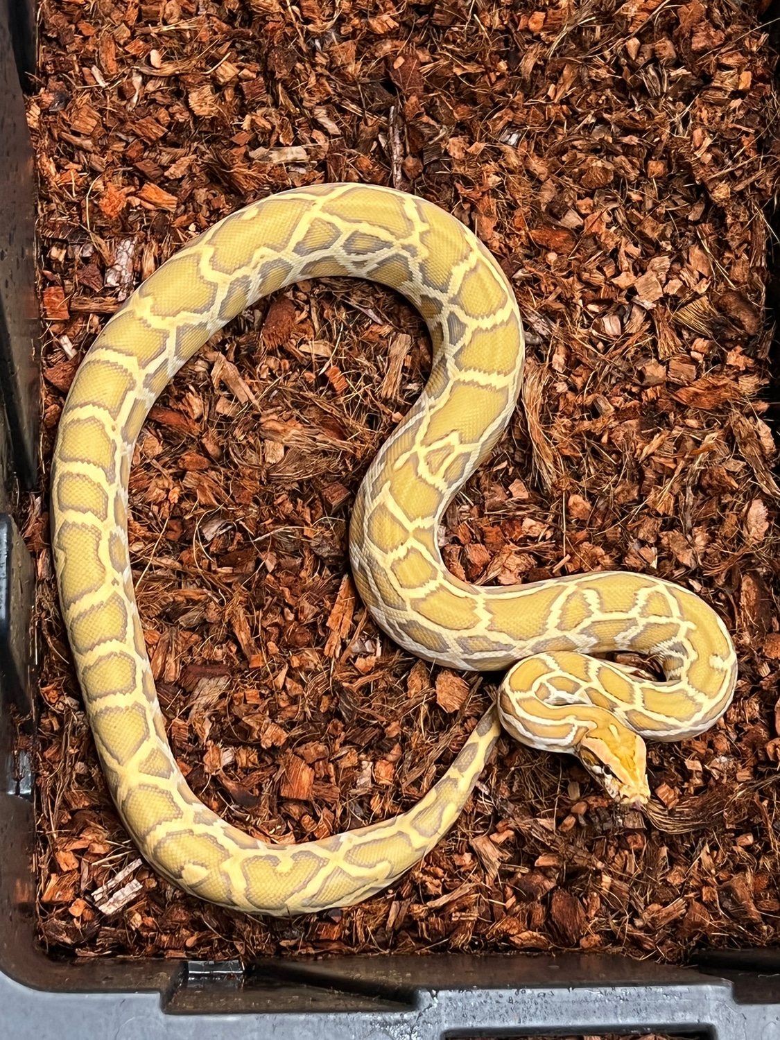 Gulf Coast Line Caramel Burmese Male Burmese Python by Piedtopia ...