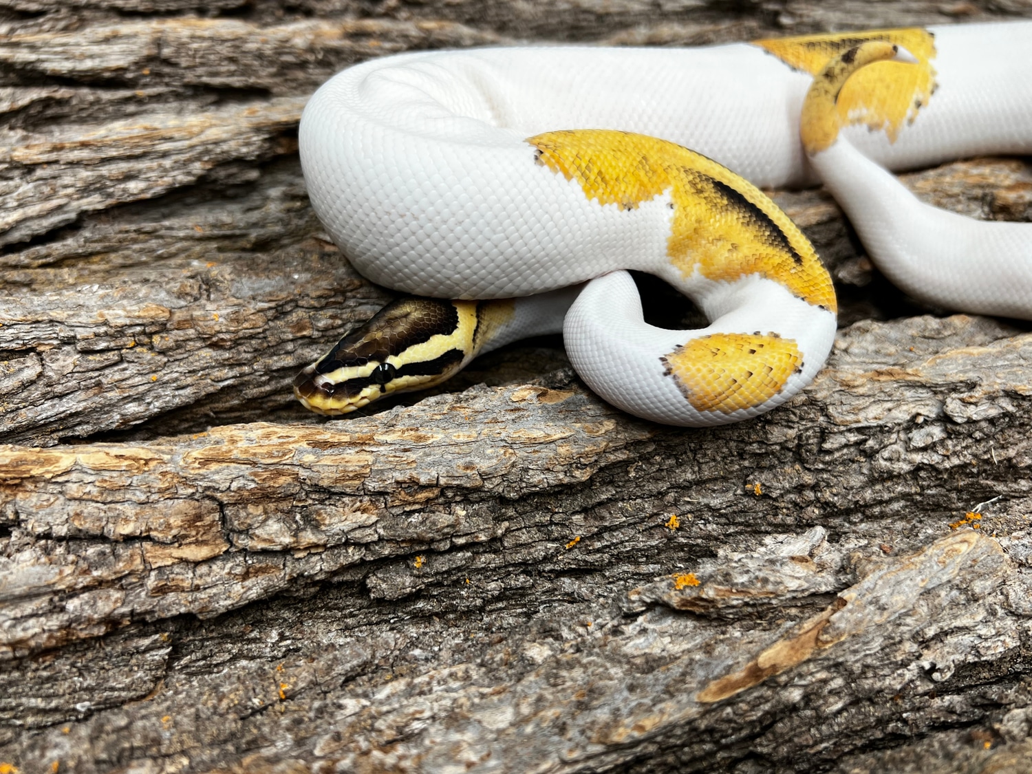 🔥🔥🔥 Firefly Pied Male With Plugs Ball Python by Piedtopia MorphMarket