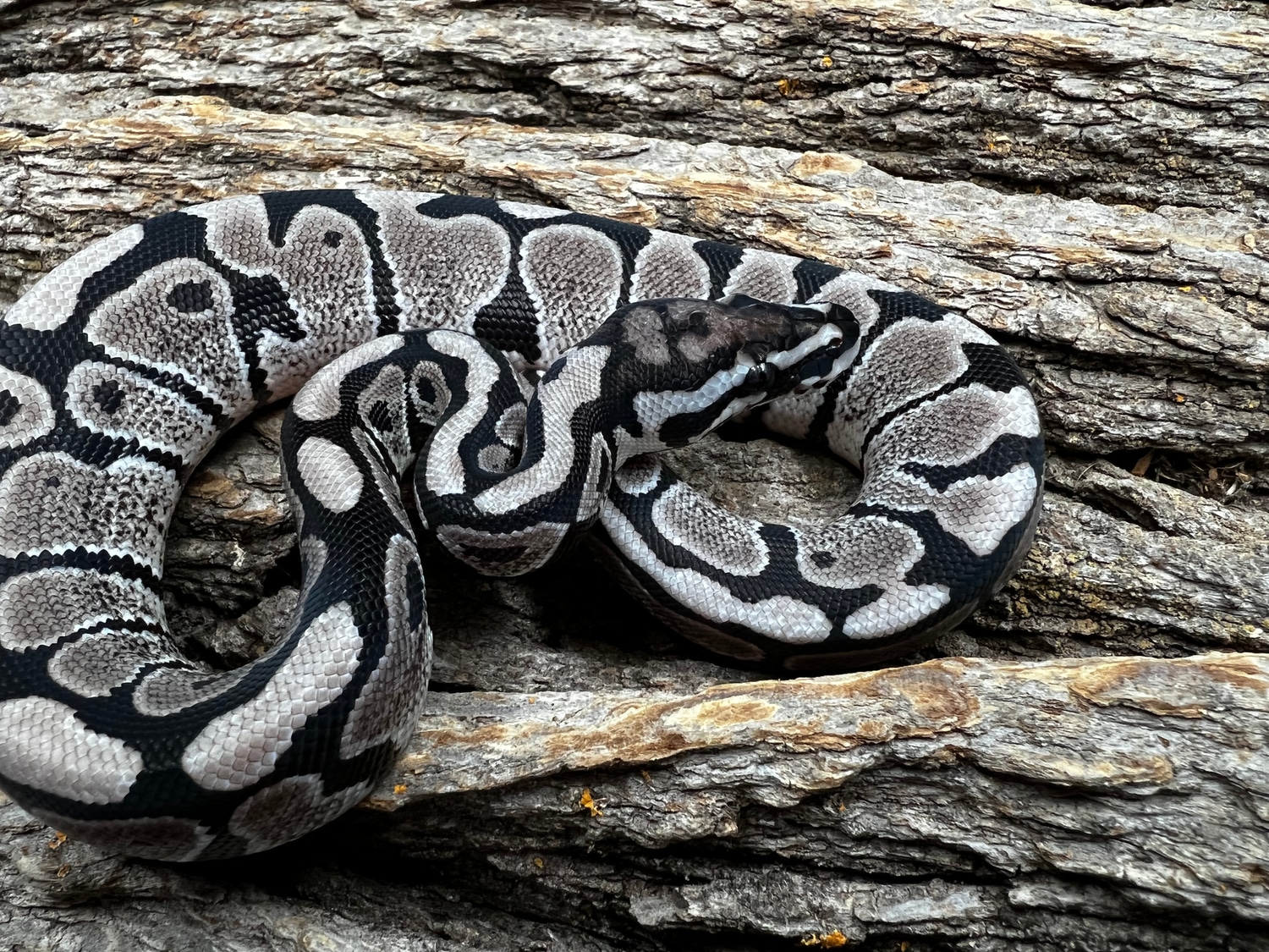 SUPER NICE Vpi Axanthic Spotnose MALE Ball Python by Piedtopia ...