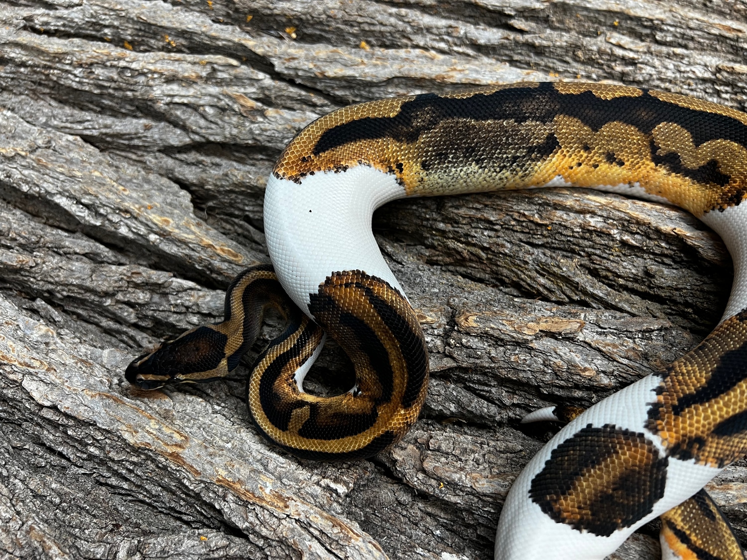 Very Well Started Female Pied Ball Python by Piedtopia - MorphMarket