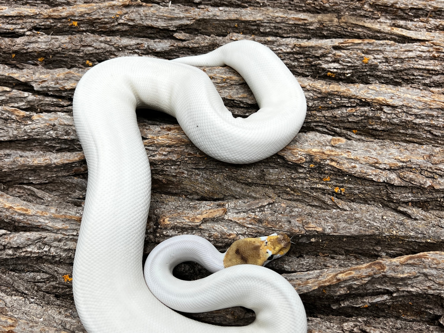 Ball Python Spider Female Spider Pied Female Ball Python by Piedtopia - MorphMarket