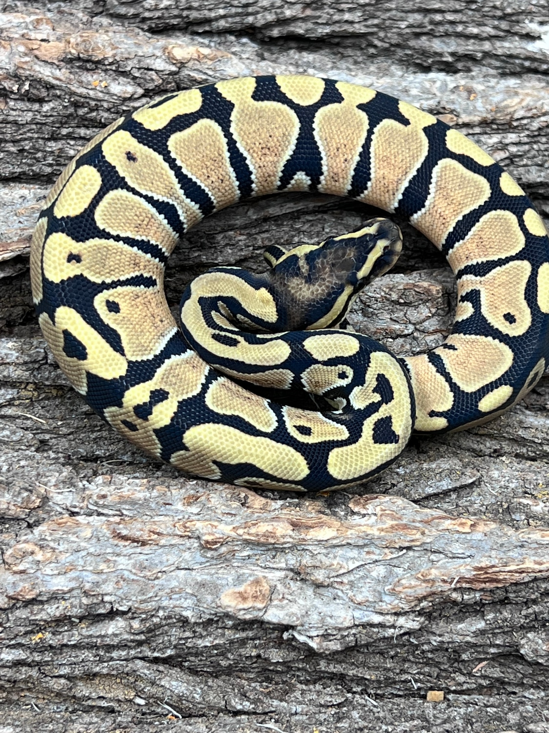 Desert Ghost Het Pied Female Ball Python by Piedtopia - MorphMarket