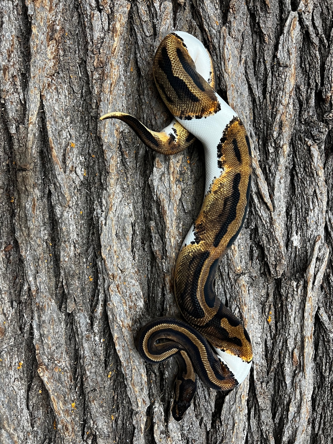 Pied Female Ball Python by Piedtopia - MorphMarket