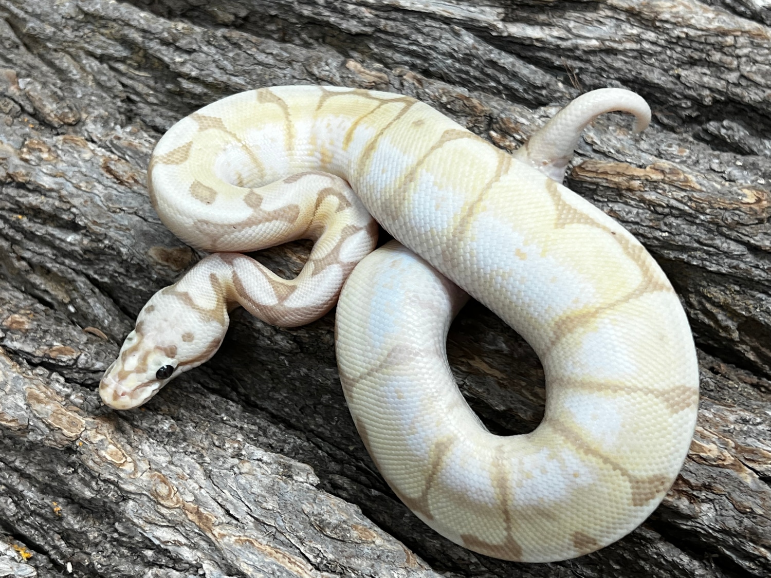 Bumblebee Banana Female Ball Python by Piedtopia MorphMarket