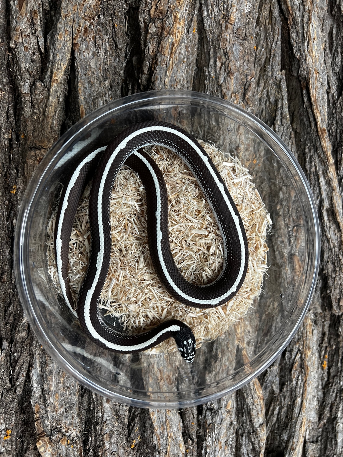Scissors Crossing Female California Kingsnake by Piedtopia MorphMarket