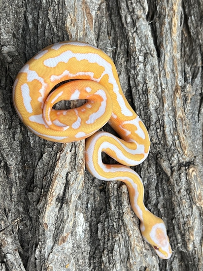 Dreamsicle Female Free Shipping Ball Python by Aisreptiles