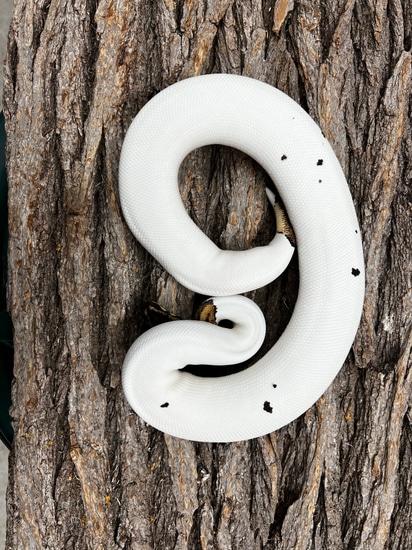 High White Spotted Pied Female Ball Python by Aisreptiles