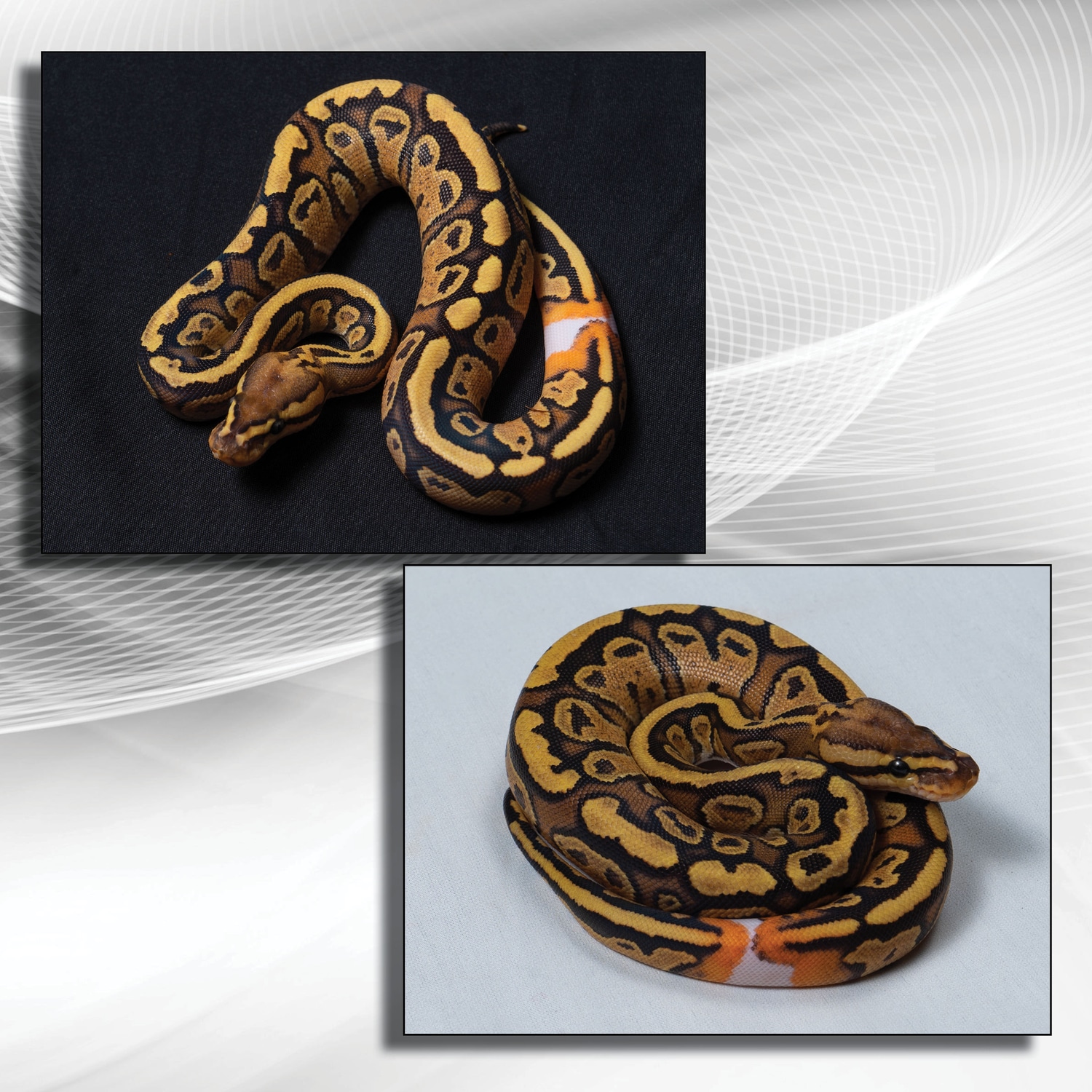 Fire 100% Het Clown Ringer Ball Python by Scales & Tails - MorphMarket