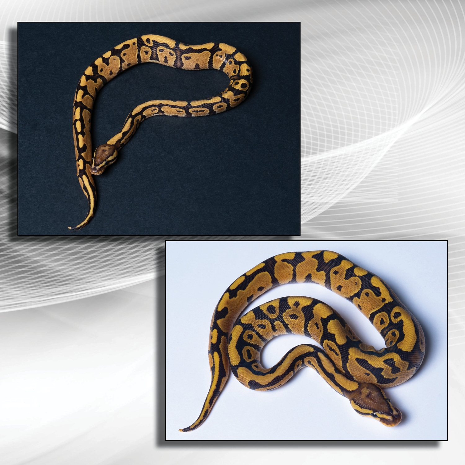 Fire Ball Python by Scales & Tails - MorphMarket