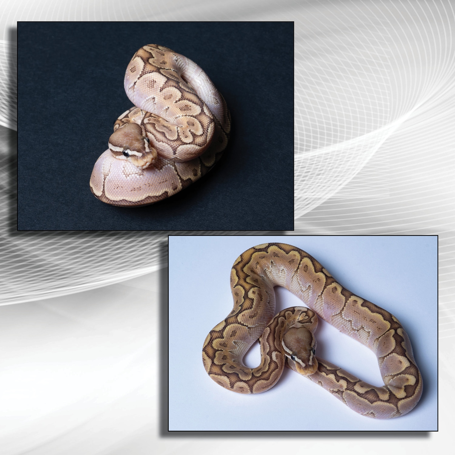 Bamboo Fire 50% Het Clown Ball Python by Scales & Tails - MorphMarket