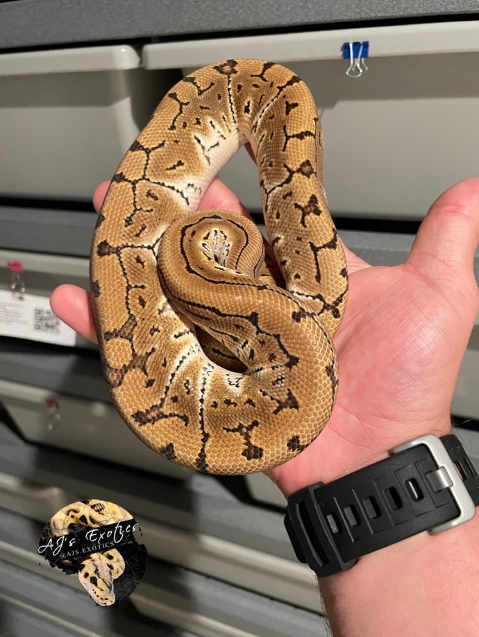 Crypton Pin Ball Python by AJs Exotics MorphMarket