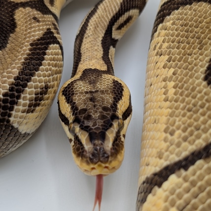 Pastel Enchi Ball Python