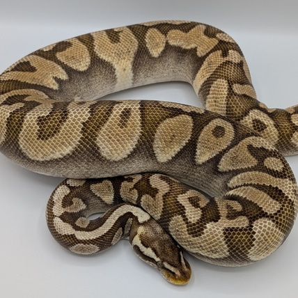 Black Pastel Enchi Pastel Pos Het Hypo Ball Python