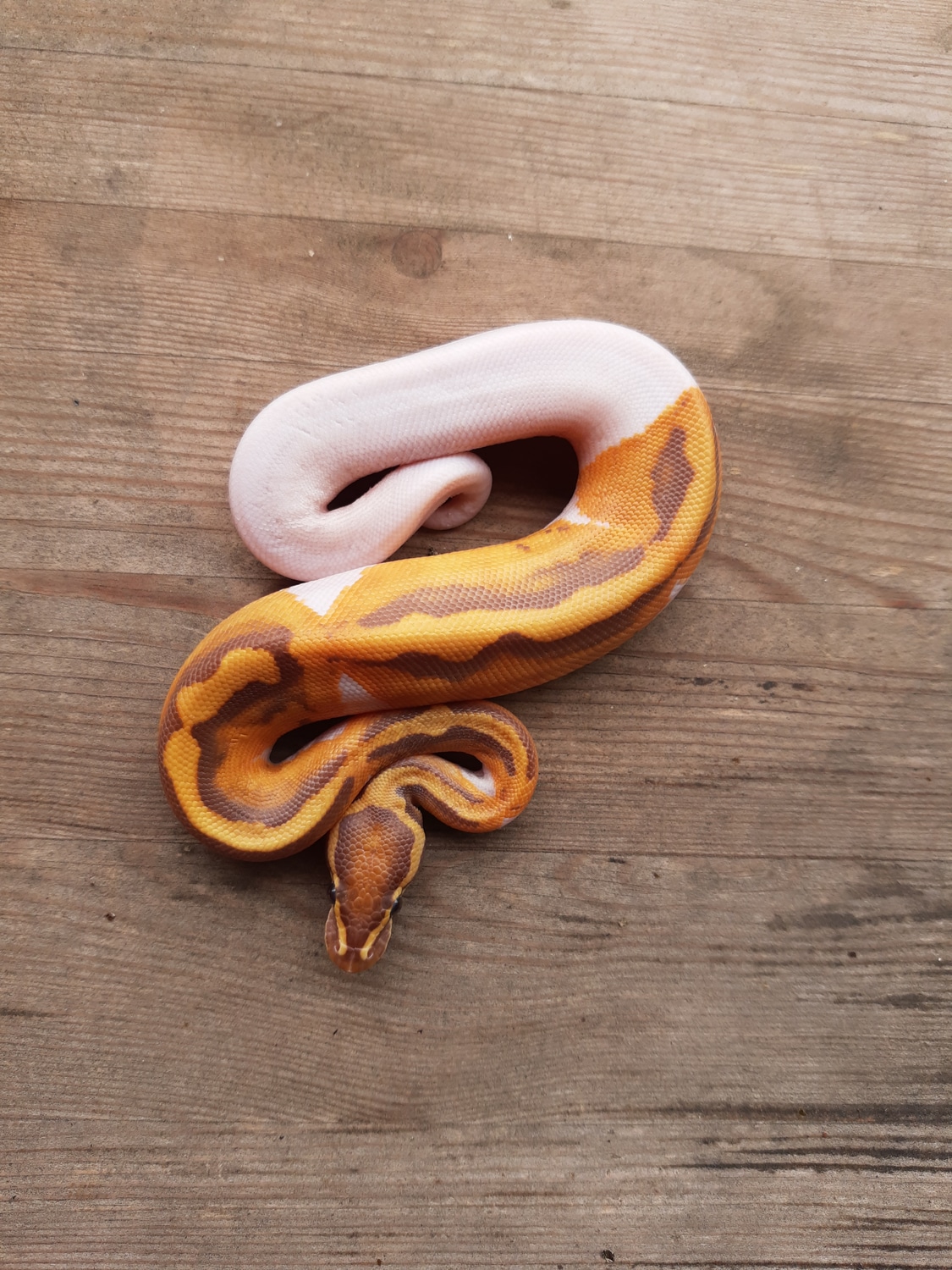 Ultramel Piebald Ball Python by Akballpython MorphMarket