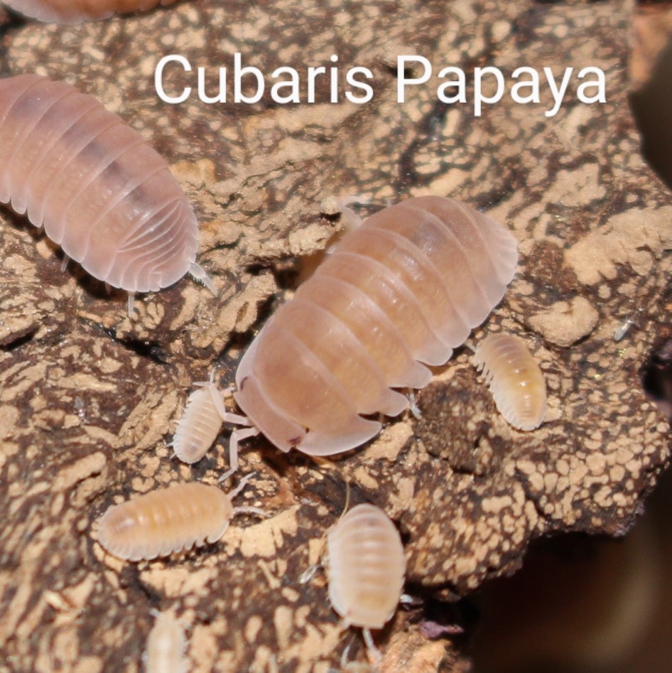Cubaris Papaya 10ct Isopod by Exotic Amphibian Reptile Center - MorphMarket