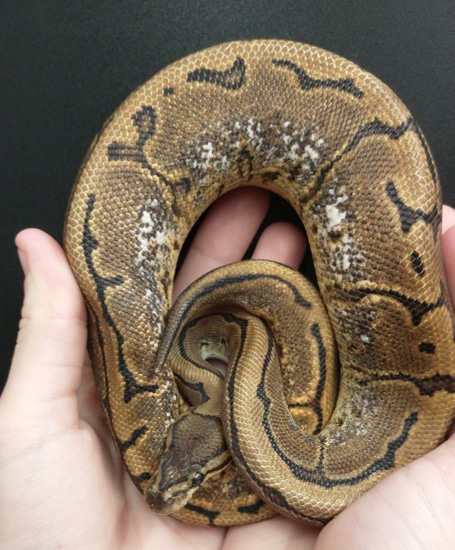 Pinstripe Sugar Ball Python by Exotic Amphibian Reptile Center