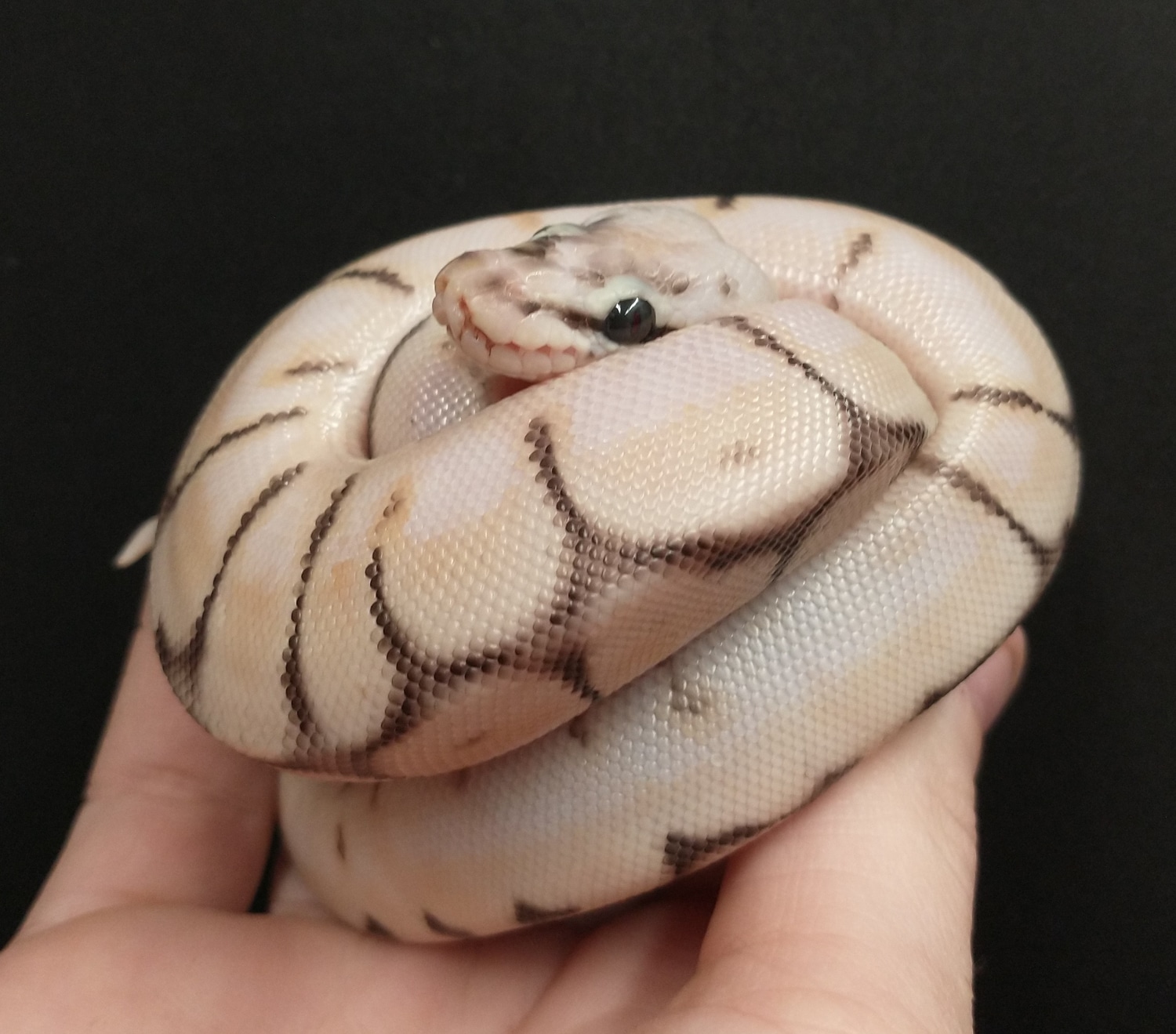 Enchi Orange Dream Spider Ball Python by Exotic Amphibian Reptile