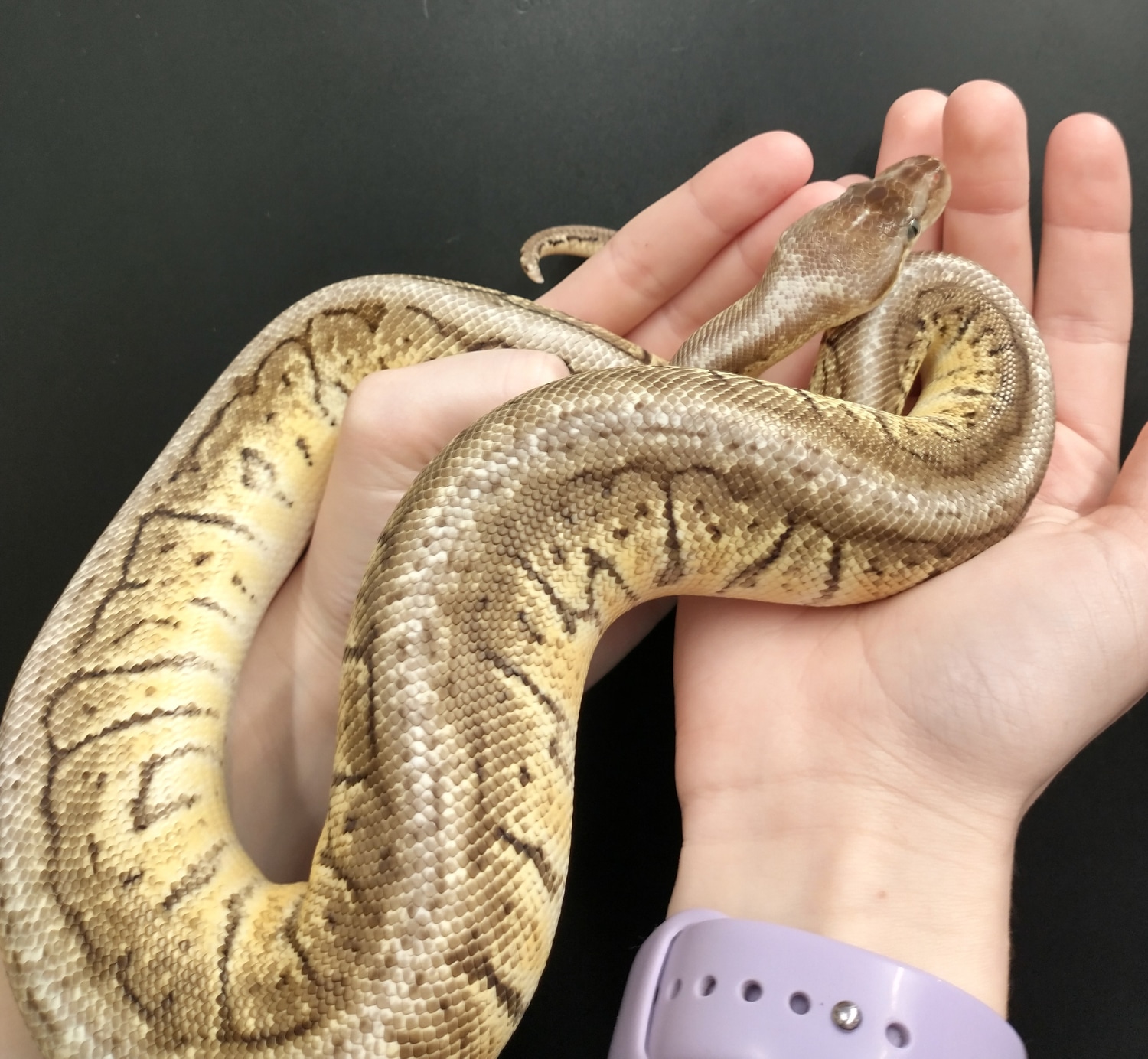 Enchi Inferno Pinstripe Ball Python by Exotic Amphibian Reptile Center