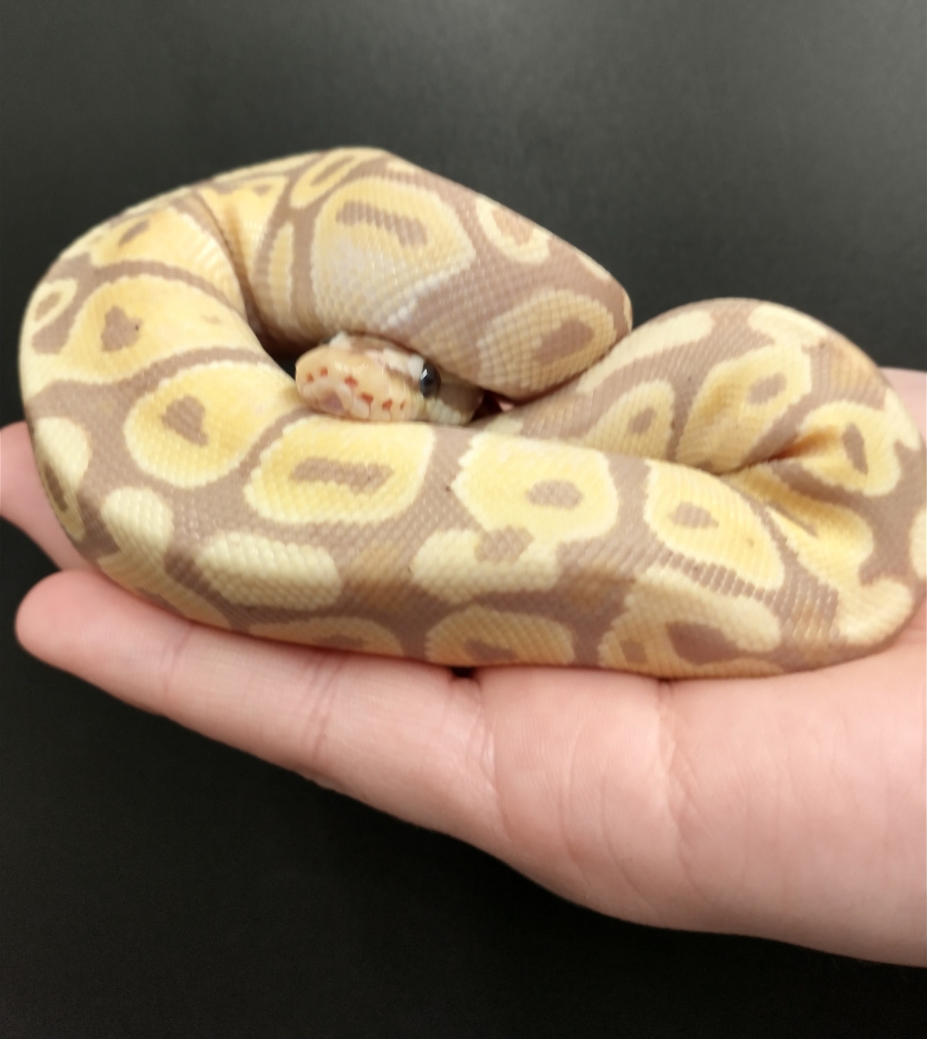 Banana Enchi Ball Python by Exotic Amphibian Reptile Center - MorphMarket