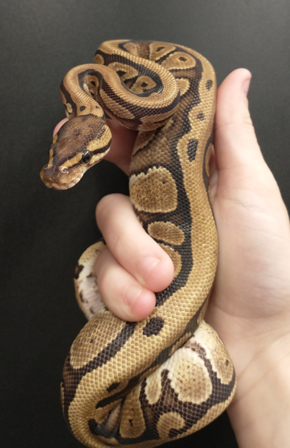 Red Stripe Fire Ball Python by Exotic Amphibian Reptile Center