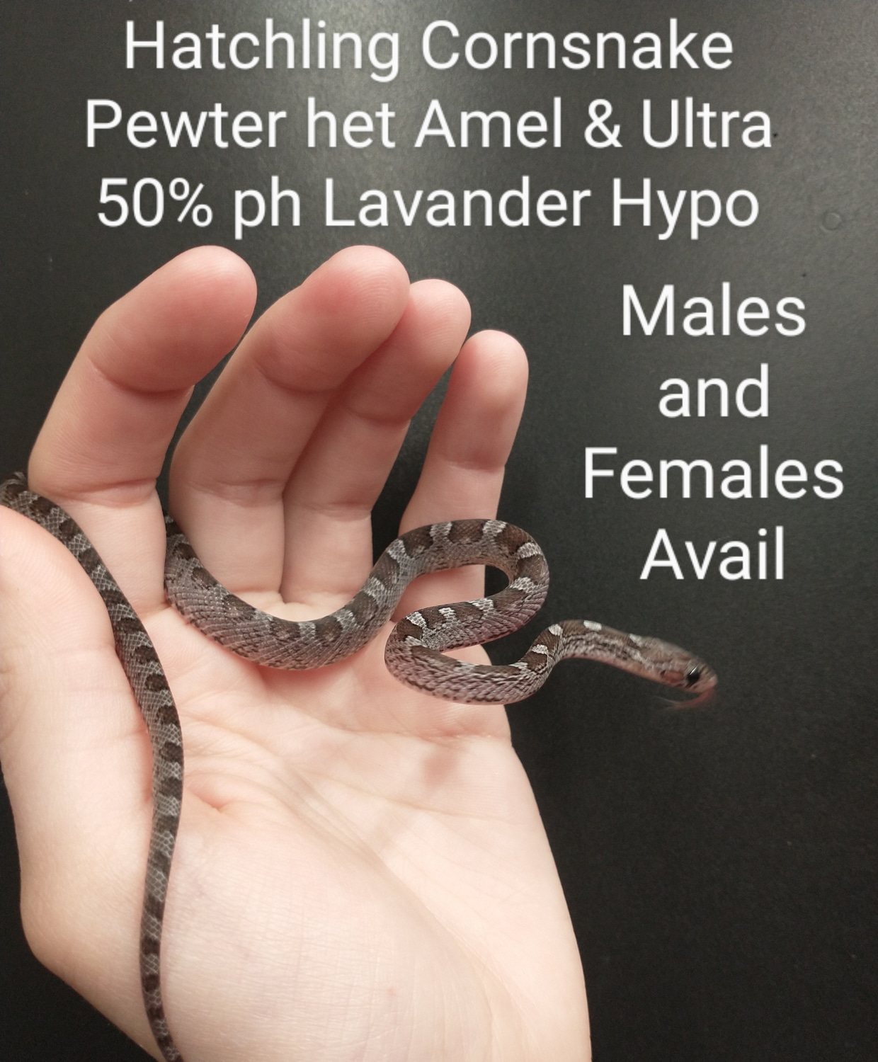 Pewter Het Amel/Ultra 50% Ph Lavander Hypo Corn Snake by Exotic