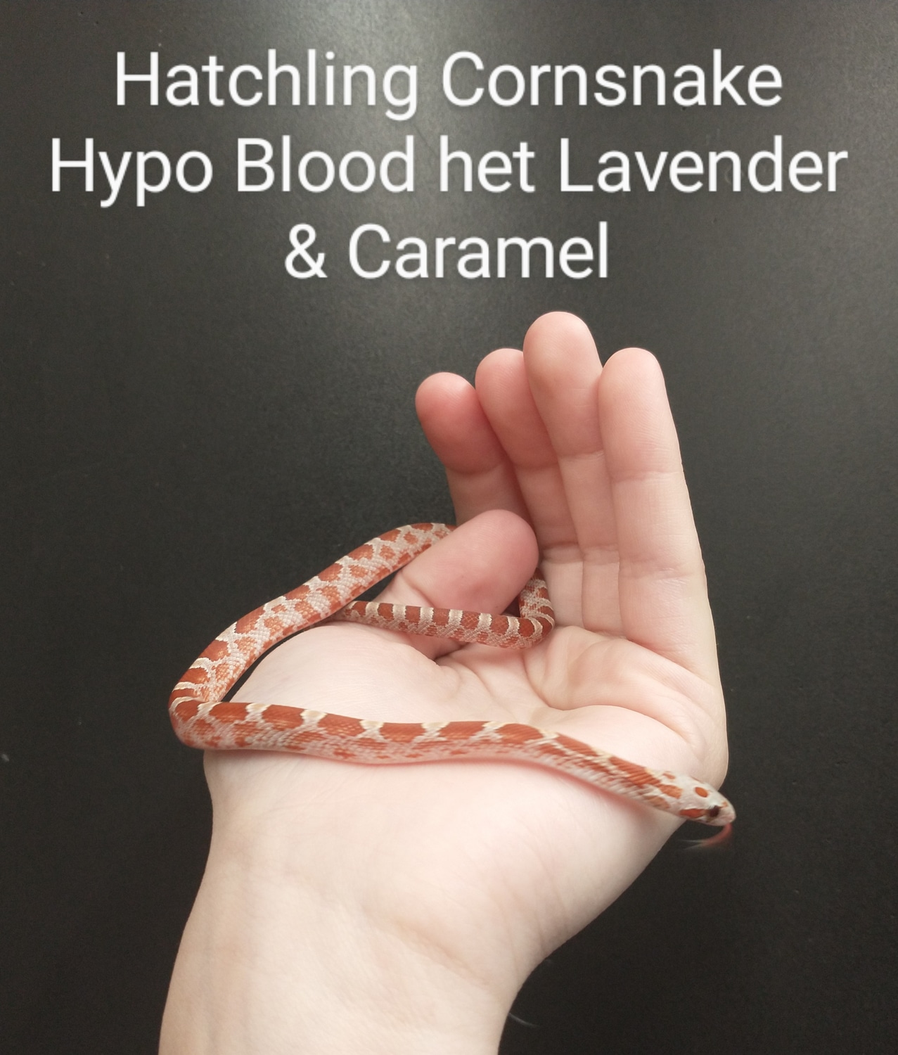 Hypo Blood Het Lavander/Caramel Corn Snake by Exotic Amphibian Reptile