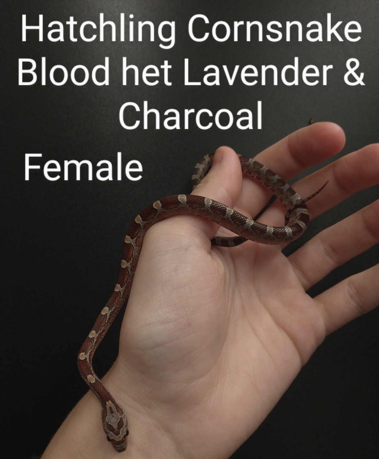 Blood Het Lavander/Charcoal Corn Snake by Exotic Amphibian Reptile
