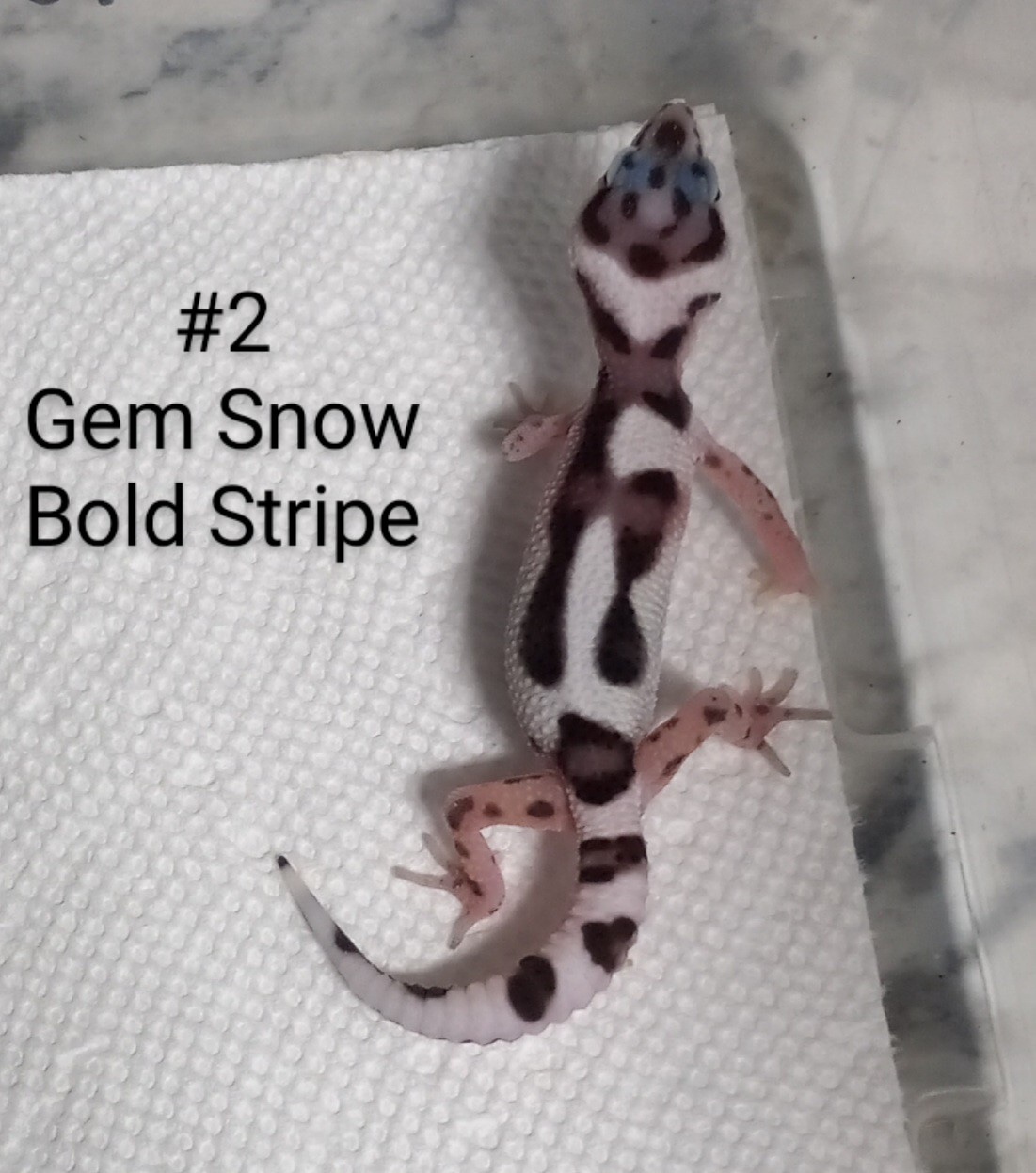 Gem Snow Bold Stripe Leopard Gecko by Exotic Amphibian Reptile Center