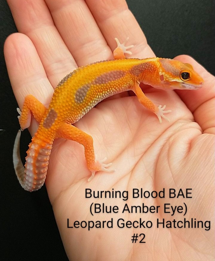 2022 Burning Blood BAE (Blue Amber Eye) Leopard Gecko by Exotic