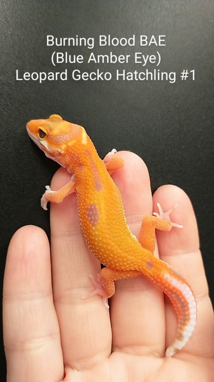 Burning Blood BAE (Blue Amber Eye) Leopard Gecko by Exotic Amphibian