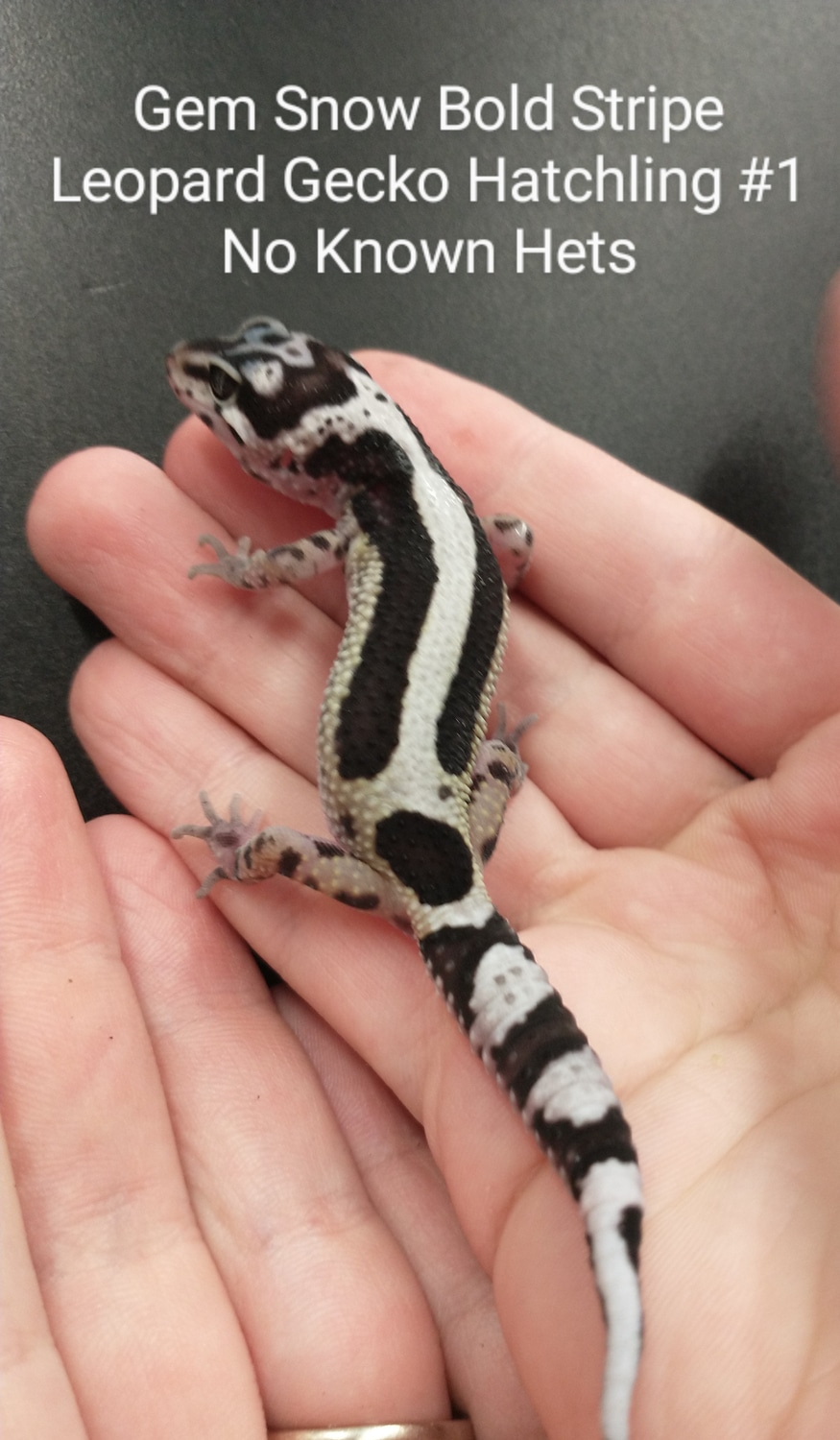 2022 Gem Snow Bold Stripe NKH Leopard Gecko by Exotic Amphibian Reptile