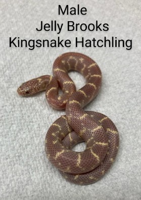 Jelly Brooks' Kingsnake