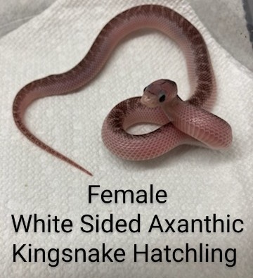 White Sided Axanthic Brooks' Kingsnake by Exotic Amphibian Reptile