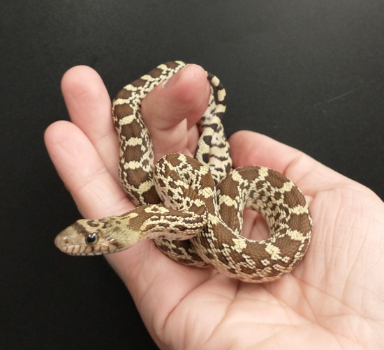 Lacitas Gopher Snake More Colubrid by Exotic Amphibian Reptile Center