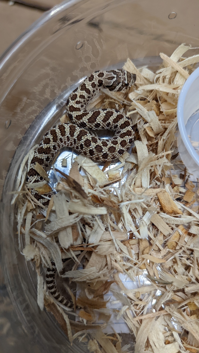 2022 Normal DH Toffee/Sable (Mai Tai) Western Hognose by Exotic