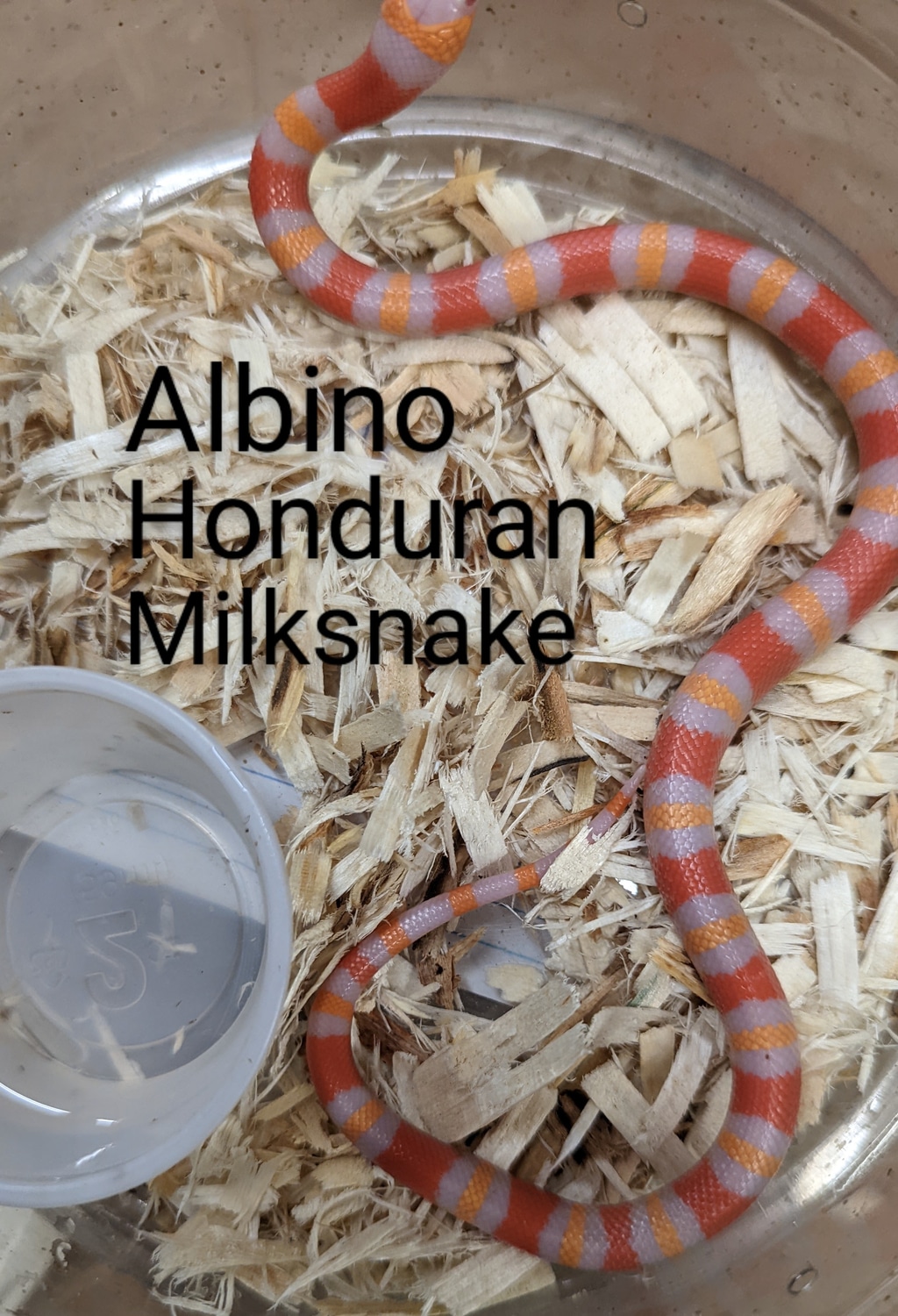 Albino Milk Honduran Milk Snake by Exotic Amphibian Reptile Center