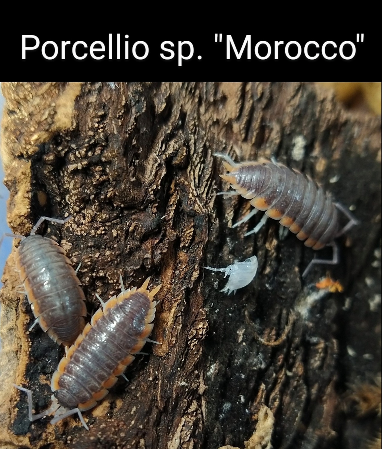 Porcellio Sp "Morocco Isopod by Exotic Amphibian Reptile Center