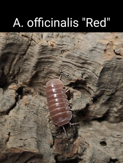 Armadillo Officinalis "Red Isopod by Exotic Amphibian Reptile Center