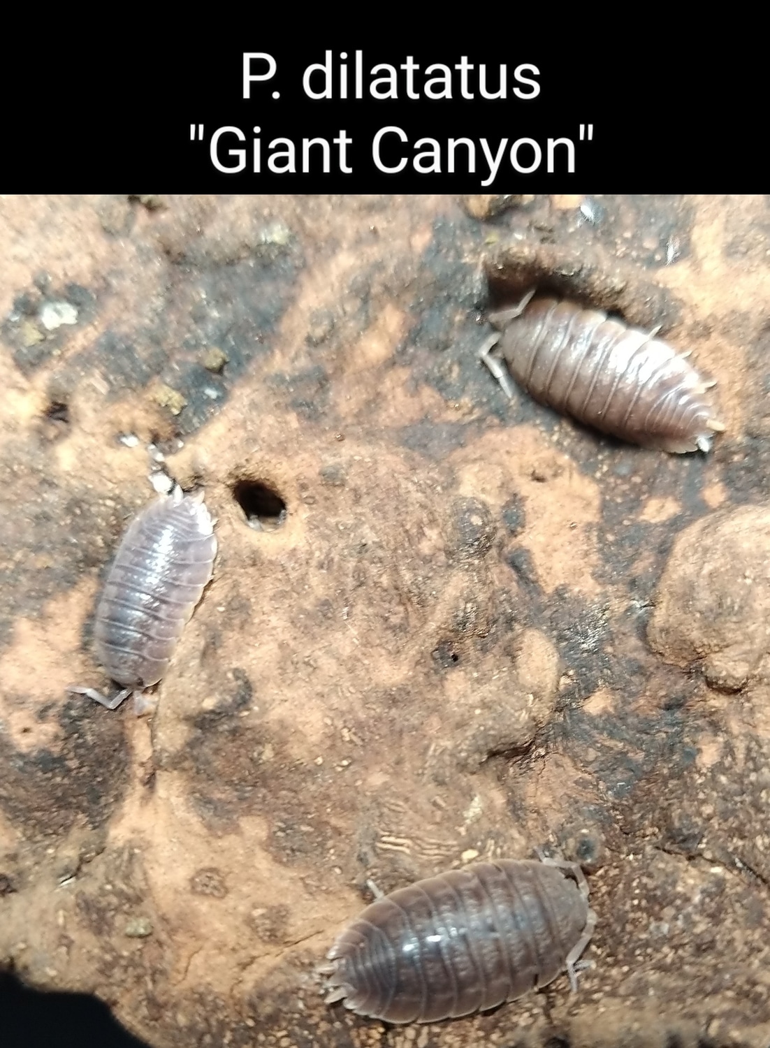 Porcellio Dilatatus "Giant Canyon Isopod by Exotic Amphibian Reptile