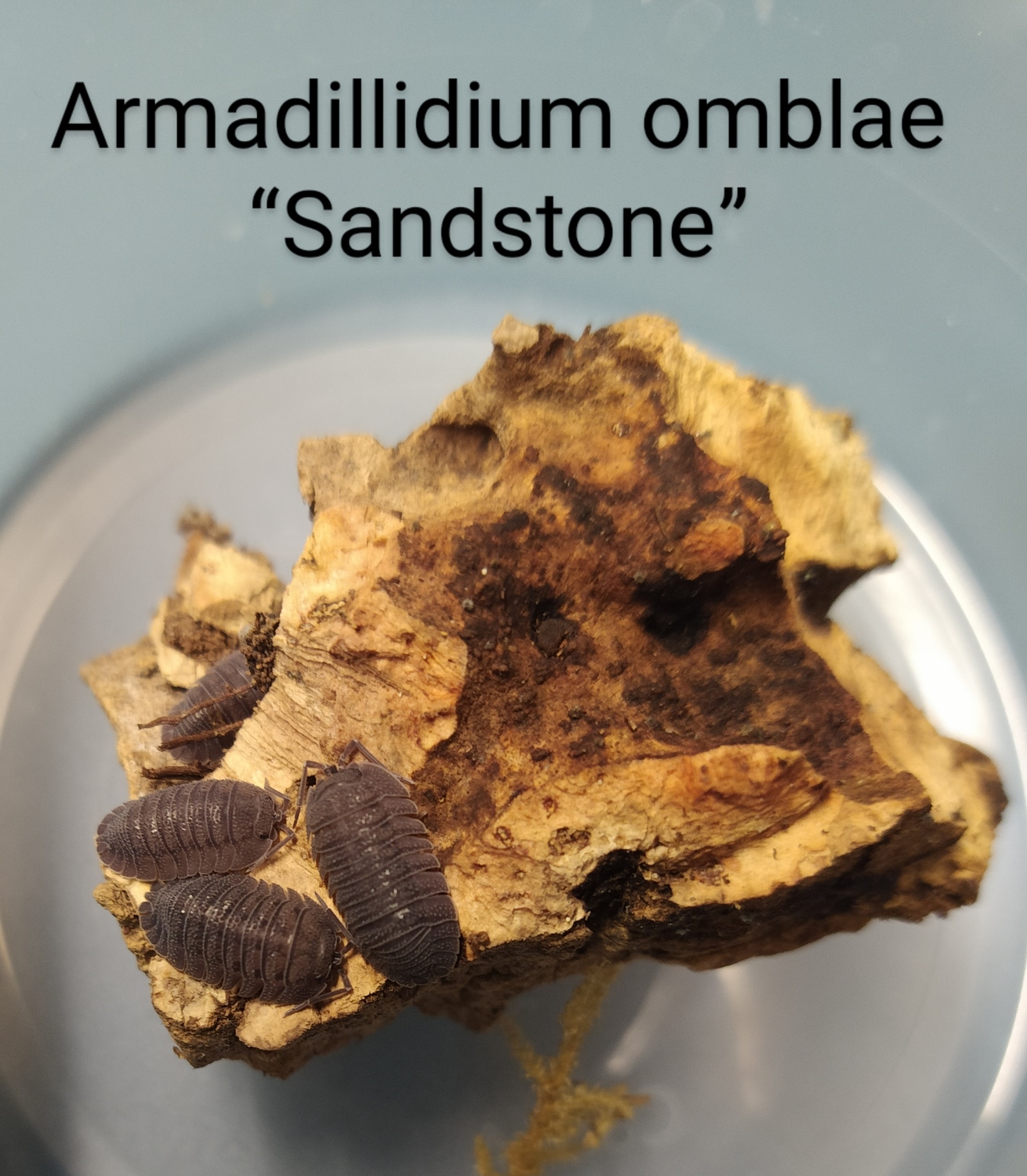 Armadilidium Omblae "Sandstone Isopod by Exotic Amphibian Reptile