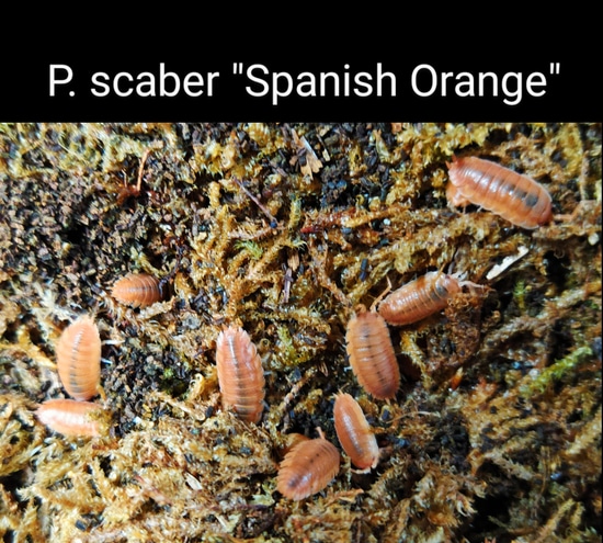 Porcellio Scaber "Spanish Orange Isopod by Exotic Amphibian Reptile Center