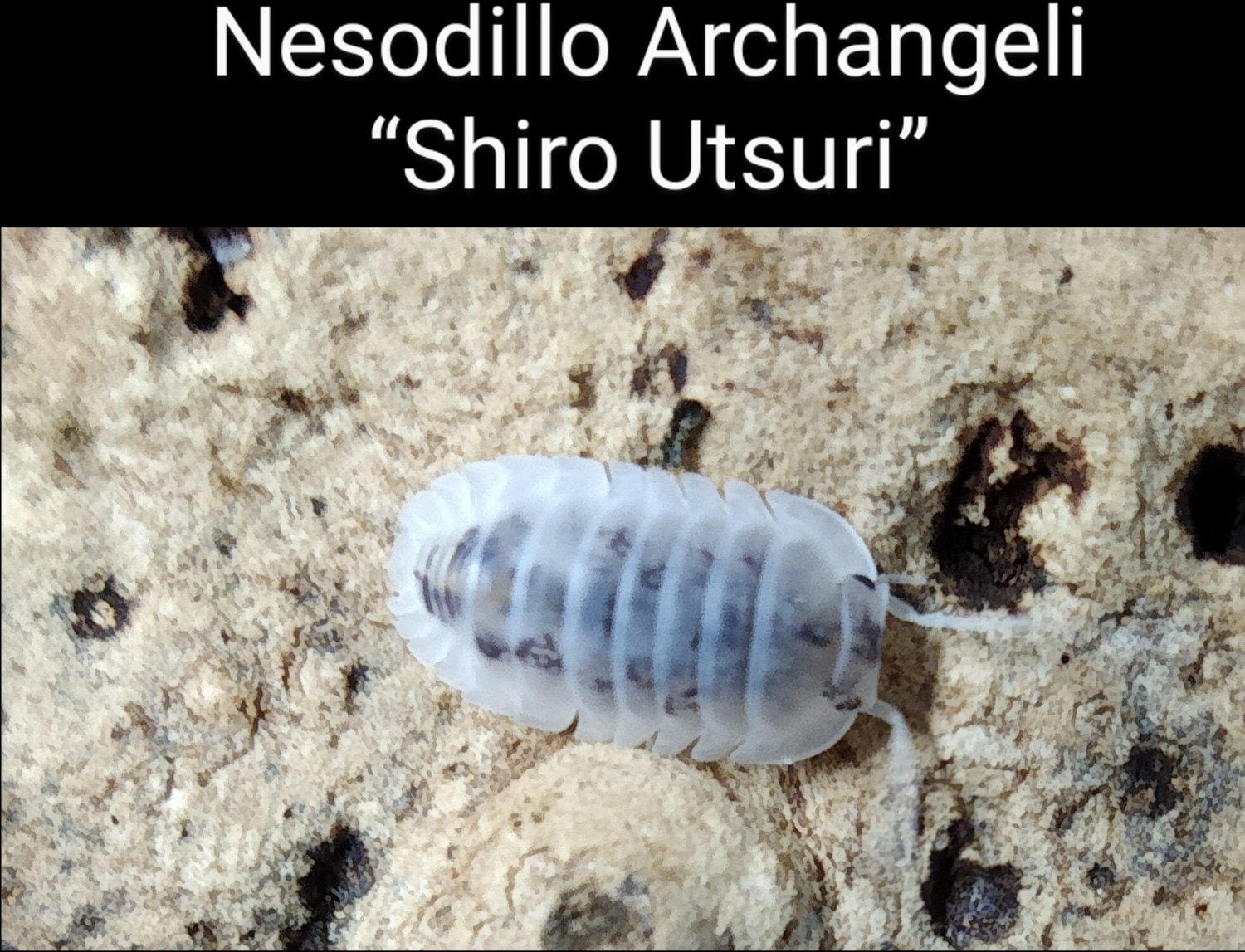 Nesodillo Archangeli "Shiro Utsuri Isopod by Exotic Amphibian Reptile